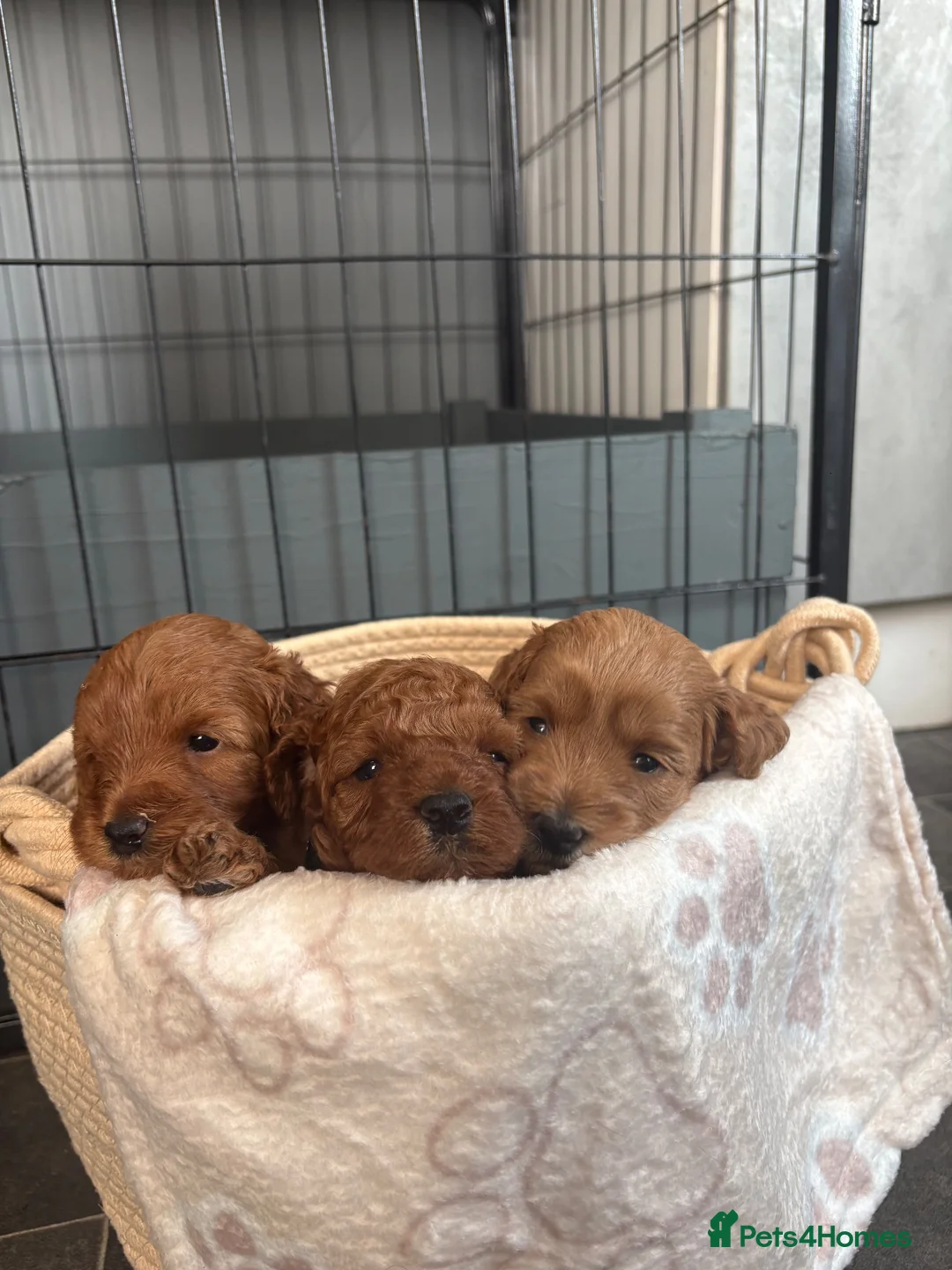 Cockapoo dogs for sale: Extensively health tested F1b cockapoos - Advert 1