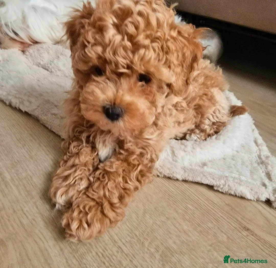 Maltipoo dogs for sale: Maltipoo - Advert 2