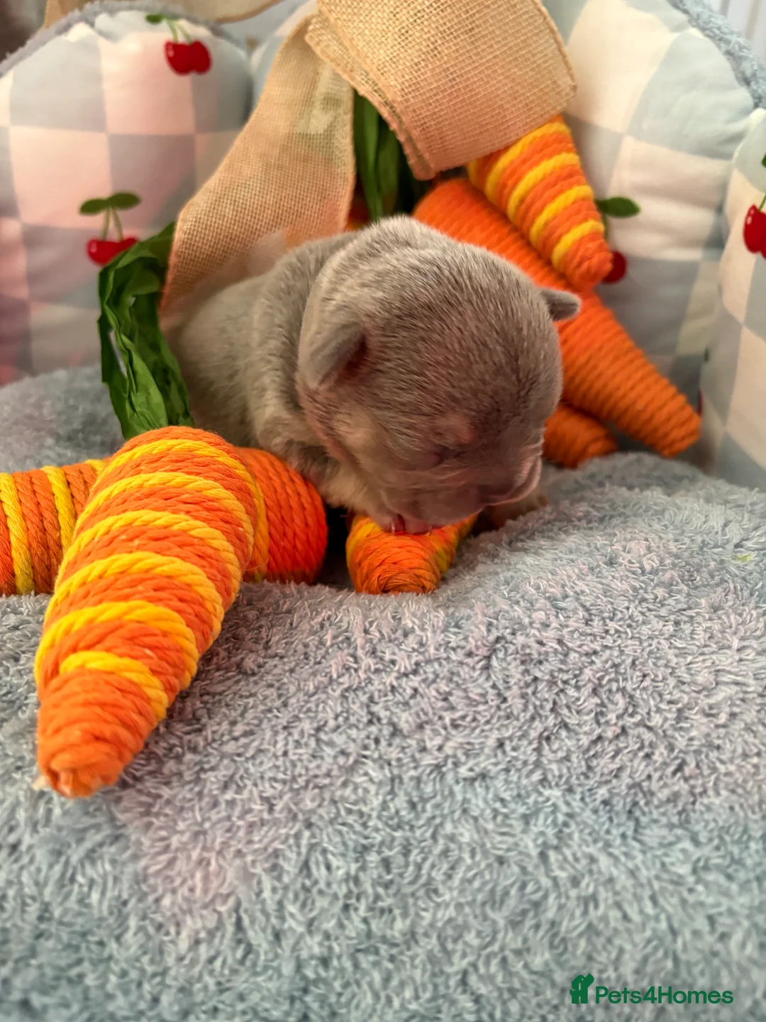 French Bulldog dogs for sale: Kc registered French bulldog puppies - Advert 13