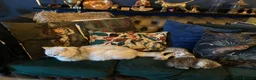 Exotic cats for sale: Beautiful exotic kittens  - Advert 2