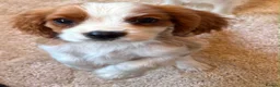 Cavalier King Charles Spaniel dogs for sale: Beautiful King Charles puppys in Stafford - Advert 12