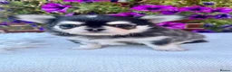 Chihuahua dogs for sale: 🤎🐾🖤Exotic LC RKC Husky Marking Boys🖤🐾🤎 - Advert 8