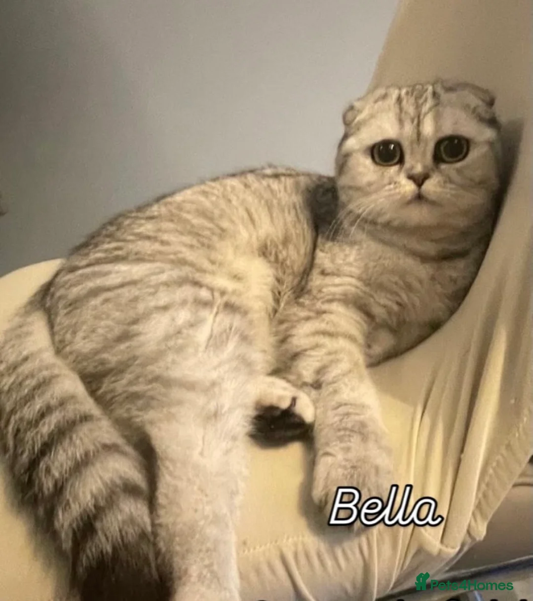 Scottish Fold cats for sale:  Scottish fold x  BSH 8 week old kittens  - Advert 12