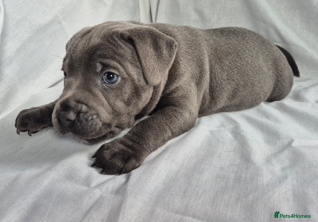 Staffordshire Bull Terrier dogs for sale: **Ready To Leave**KC Blues Champ Blood in Coventry - Image 35