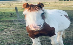 Irish Cob horses for sale: Cherry 🍒 132 skewbald mare (companion) - Image 1
