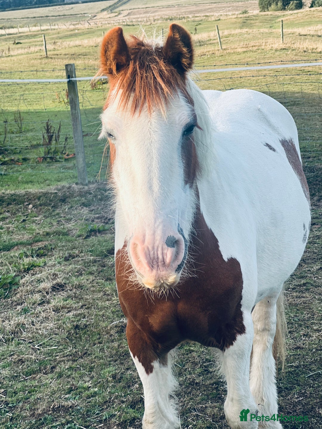 Irish Cob horses for sale: Cherry 🍒 132 skewbald mare (companion) - Image 1