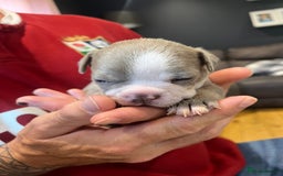 Boston Terrier dogs for sale: Boston terrier puppies - Image 31