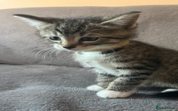 Mixed Breed cats for sale: Kittens - Image 18