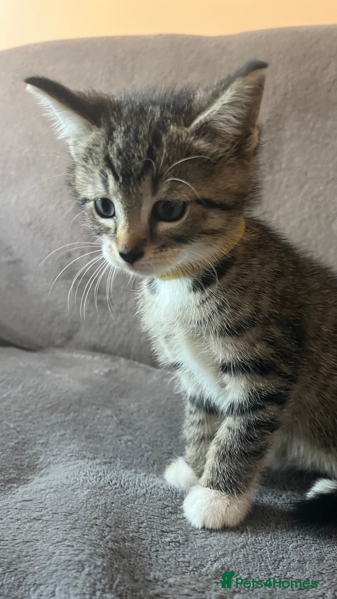 Mixed Breed cats for sale: Kittens - Image 18