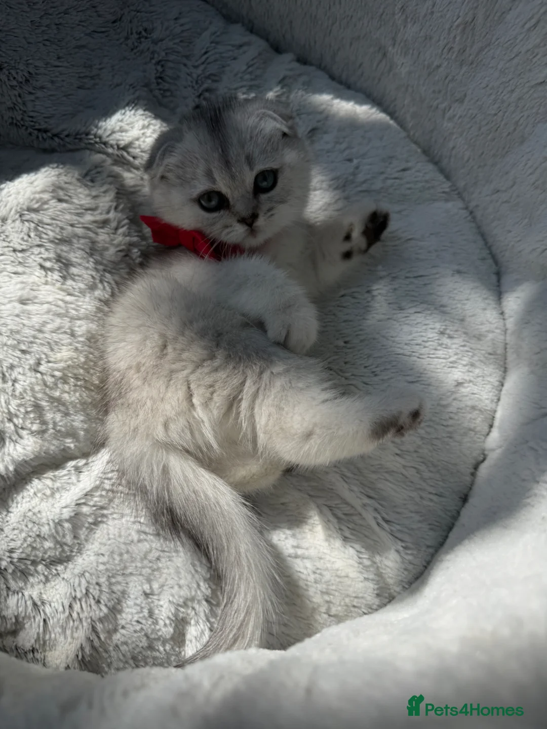 Scottish Fold cats for sale: Scottish fold - Advert 2