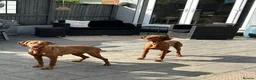 Hungarian Vizsla dogs for sale: Gunfield duel purpose - Exceptional Show & Working - Advert 20