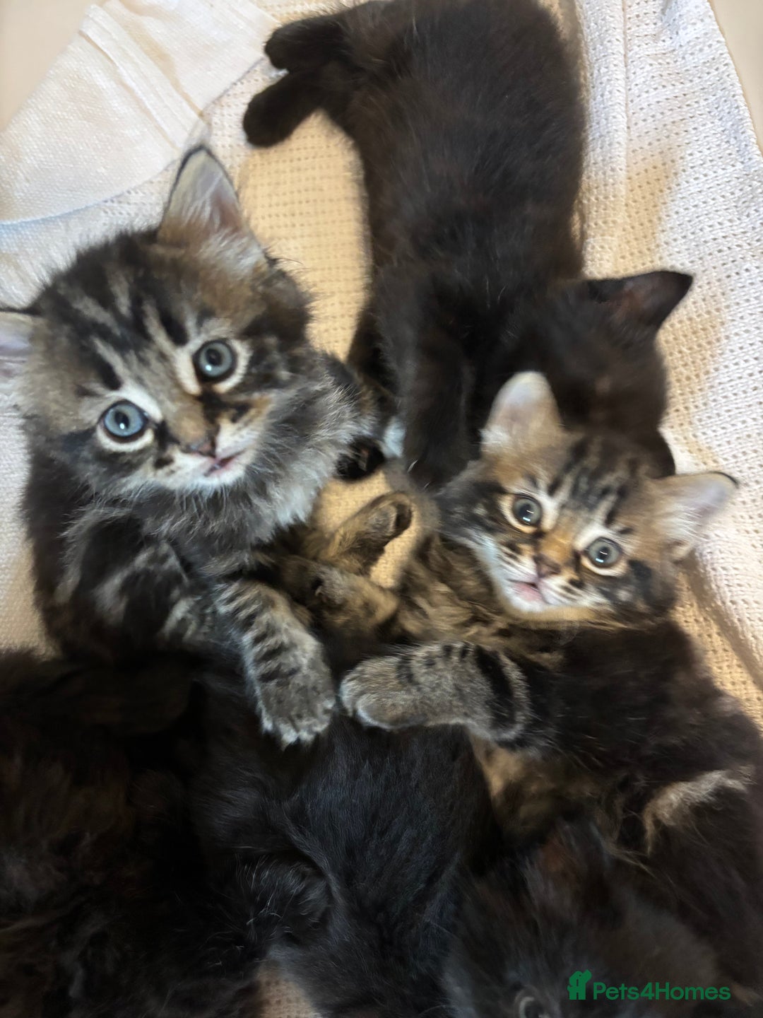 Mixed Breed cats for sale: Ragdoll/domestic shorthair  - Image 7