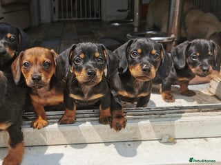 Mixed Breed dogs Adorable playful Cavachon x Dachshound pups - Advert 4