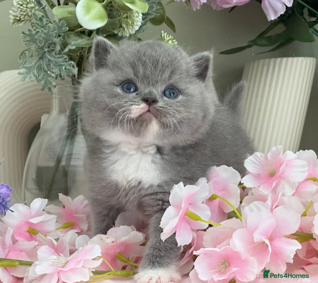 British Shorthair cats for sale:  Quality British kittens - Image 5