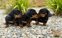 Miniature Dachshund dogs for sale: PRA clear super looking puppies - Image 10