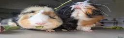 Guinea Pig rodents for sale: 2 male guinea pigs  - Advert 7