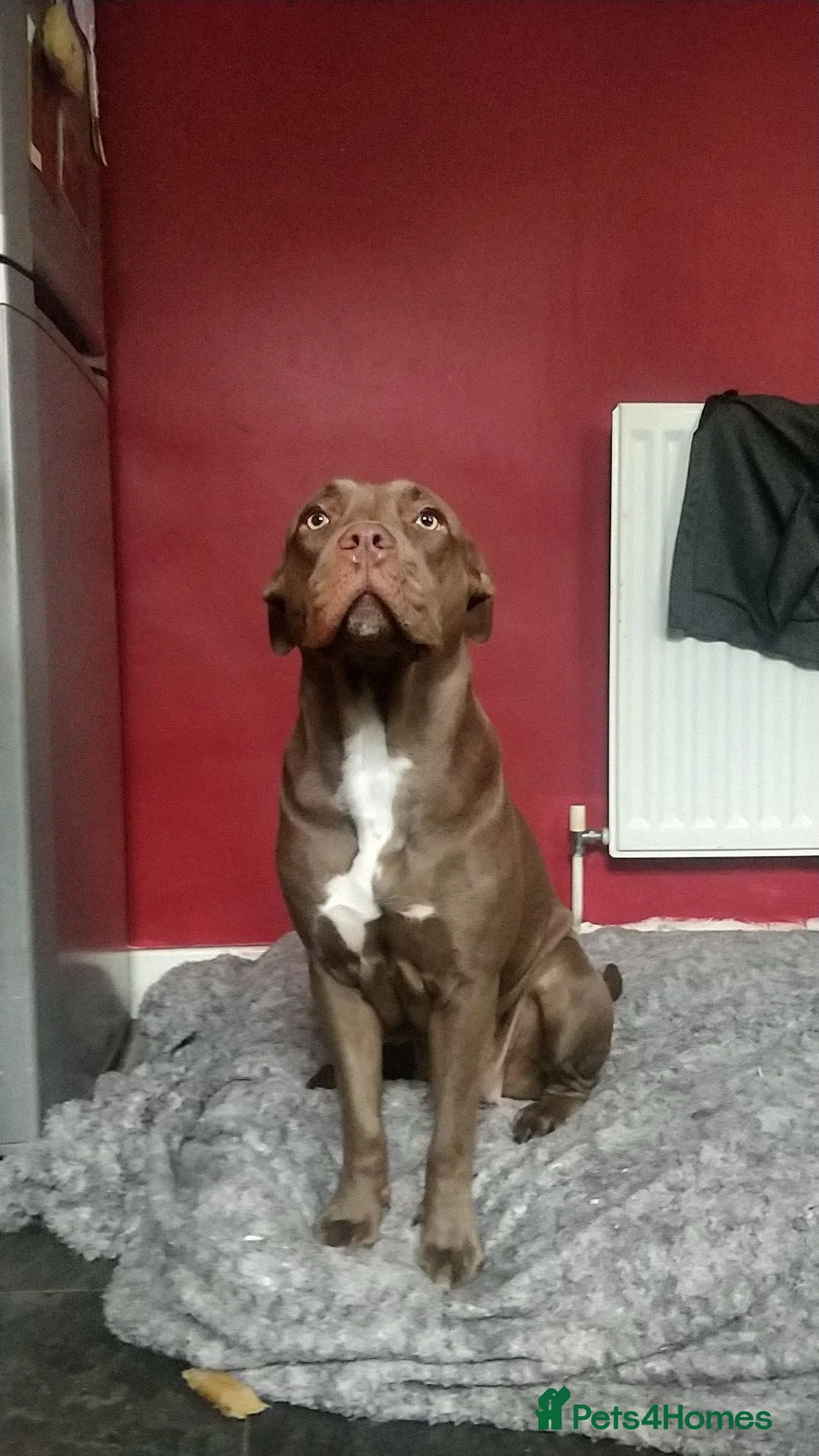 American Bully dogs for sale: Bully for rehome in Stoke-on-Trent - Advert 2