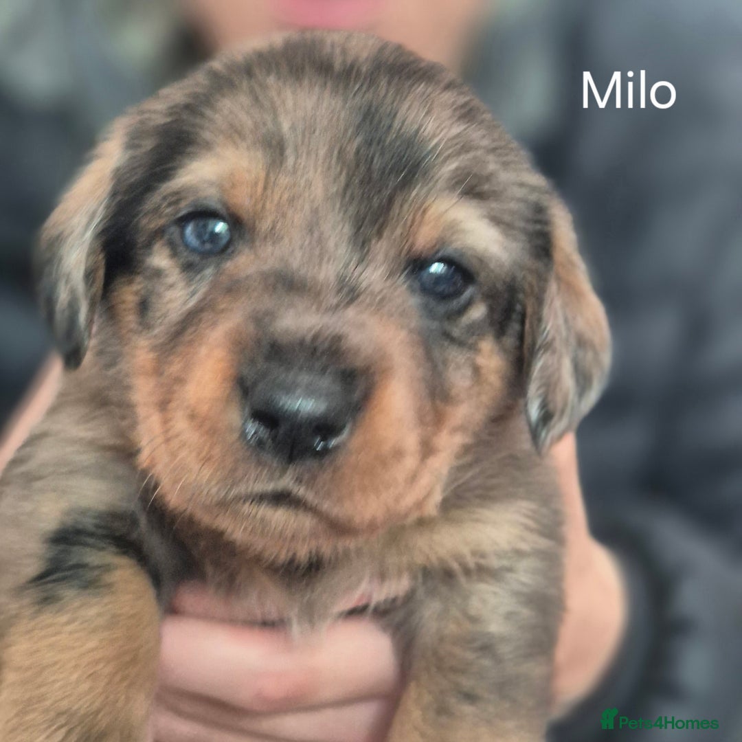 Mixed Breed dogs for sale: Wire Haired Daschund x Rottweiler  - Image 31