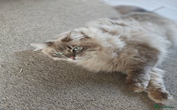 Ragdoll cats for sale: Beautiful Ragdoll/mainecoon cat - Image 1