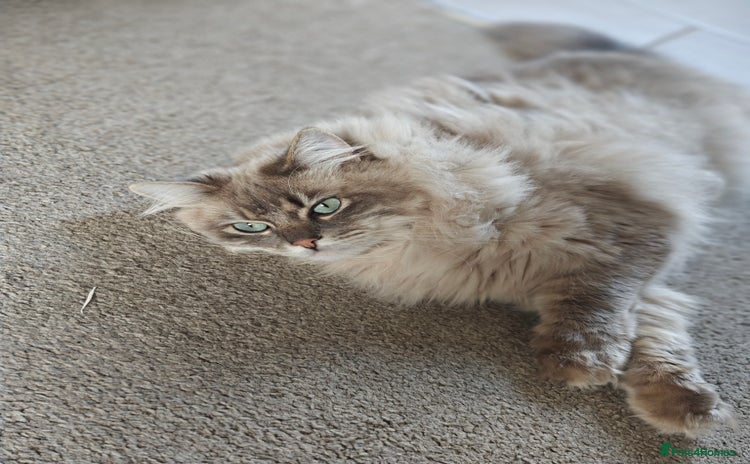 Ragdoll cats - Advert 13