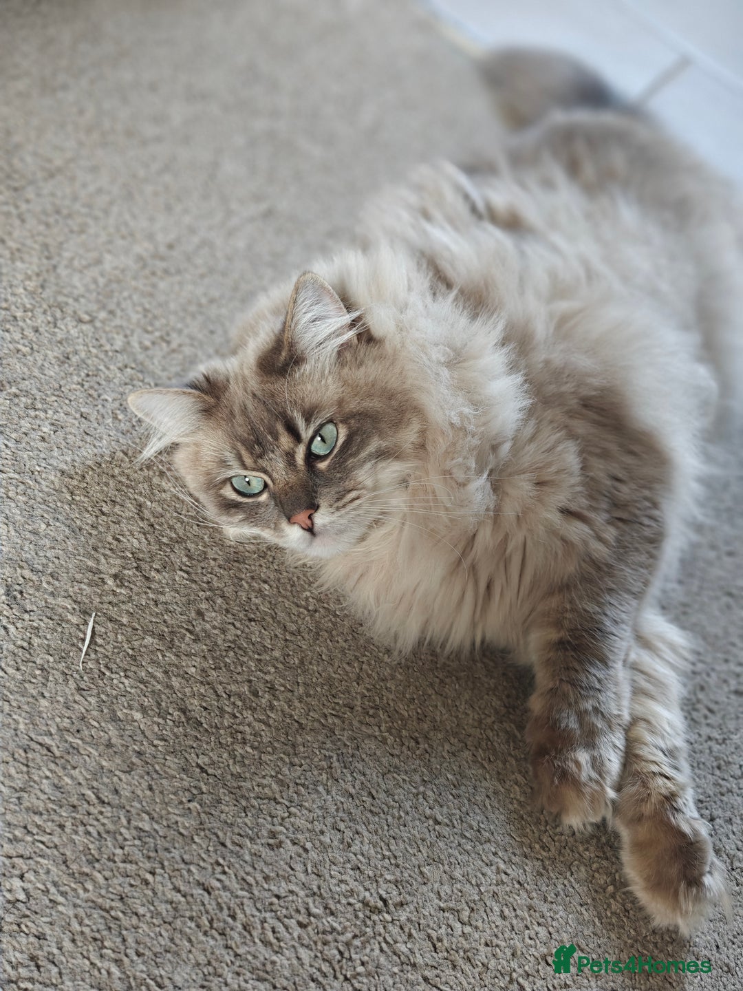 Ragdoll cats for sale: Beautiful Ragdoll/mainecoon cat - Image 1