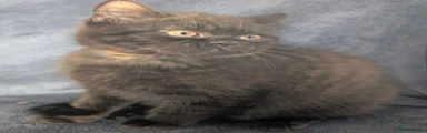 British Shorthair chocolate/black - brown collar  collar 