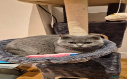 British Shorthair cats for sale:  british short haired female 7 months old  - Image 4