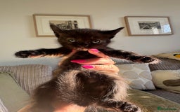 Mixed Breed cats for sale: 3 stunning unique kittens - Image 6