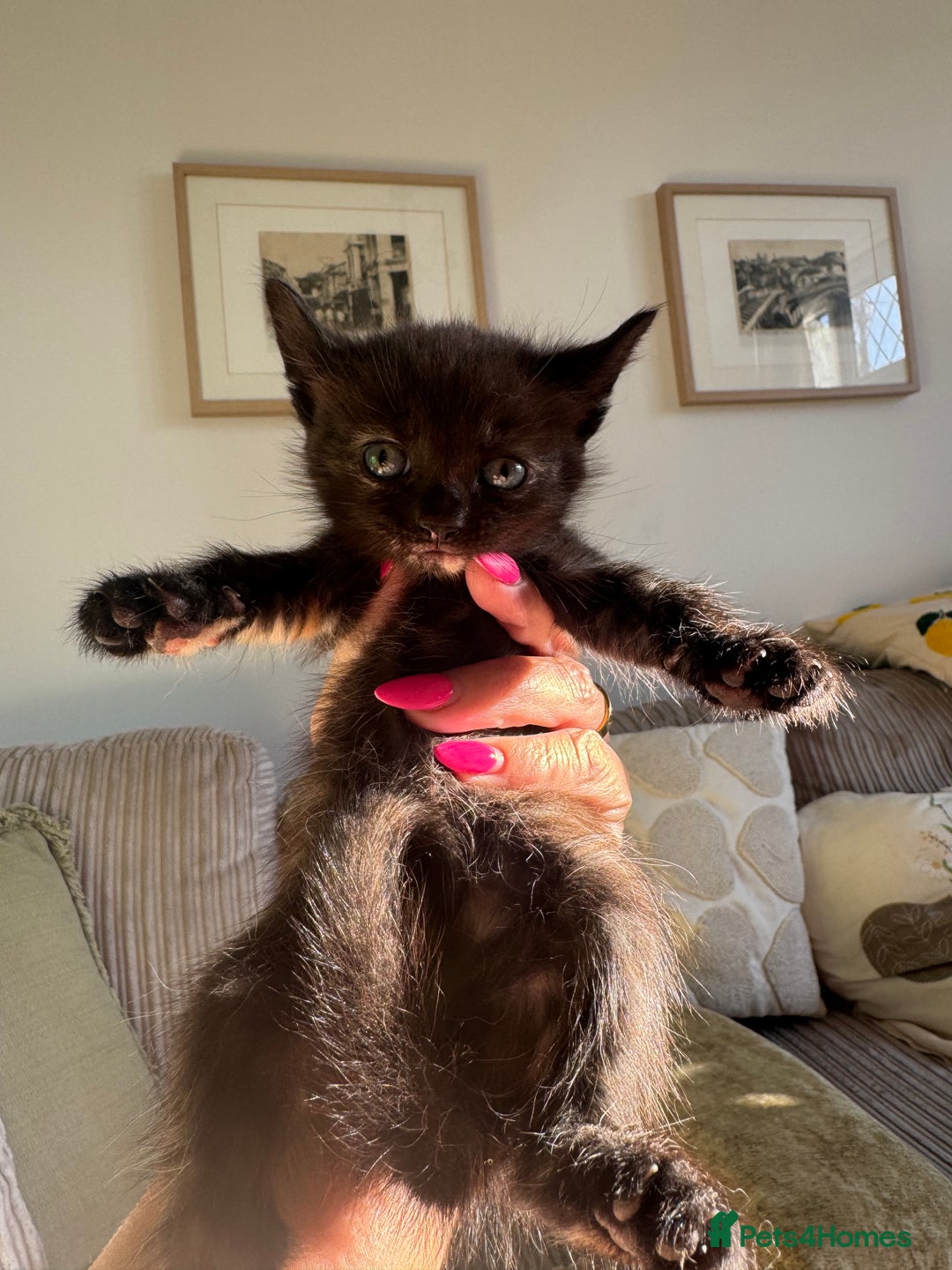 Mixed Breed cats for sale: 3 stunning unique kittens - Image 6