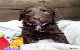Cockapoo dogs for sale: 🤎🧡F1 Extensively Health Tested Cockapoos🧡🤎 - Image 6
