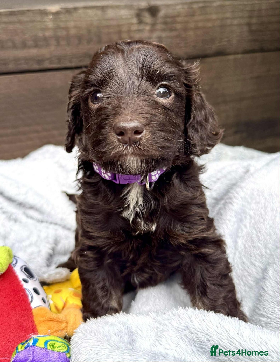Cockapoo dogs for sale: 🤎🧡F1 Extensively Health Tested Cockapoos🧡🤎 - Image 6