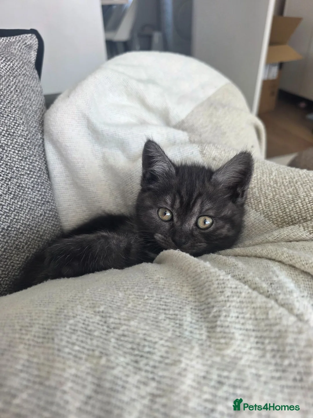 British Shorthair cats for sale: Blue Golden Shaded British Shorthair female - Advert 2