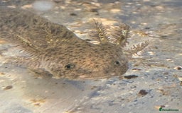 Axolotl reptiles for sale: Adorable Axolotls  - Image 2