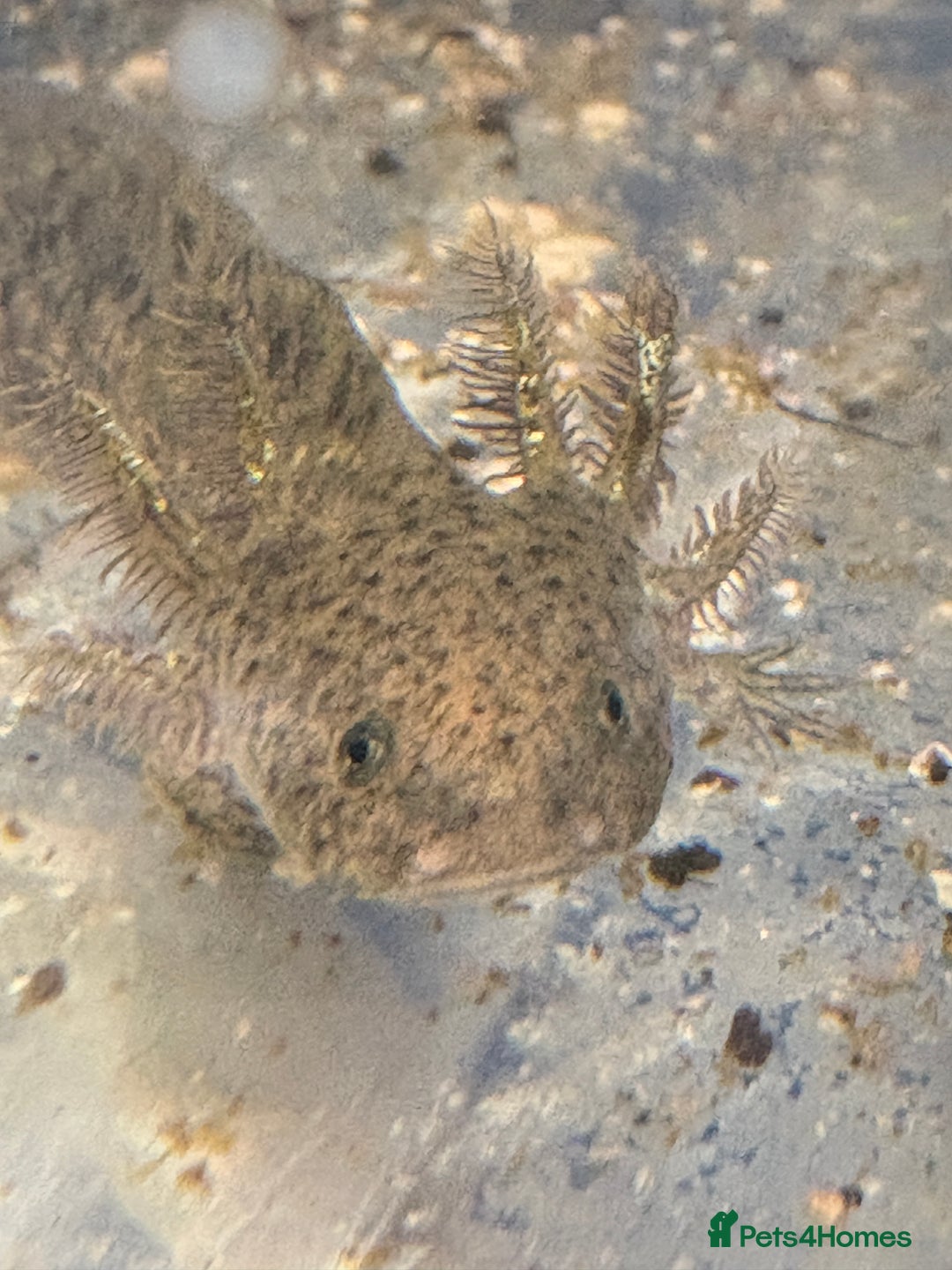 Axolotl reptiles for sale: Adorable Axolotls  - Image 2