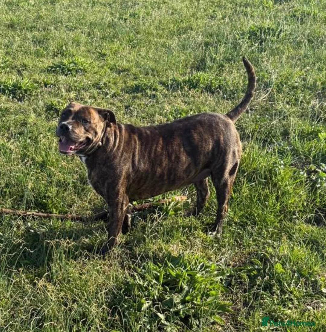 Presa Canario dogs for sale: Experienced Home needed Loyal large Breed Dog  - Advert 5