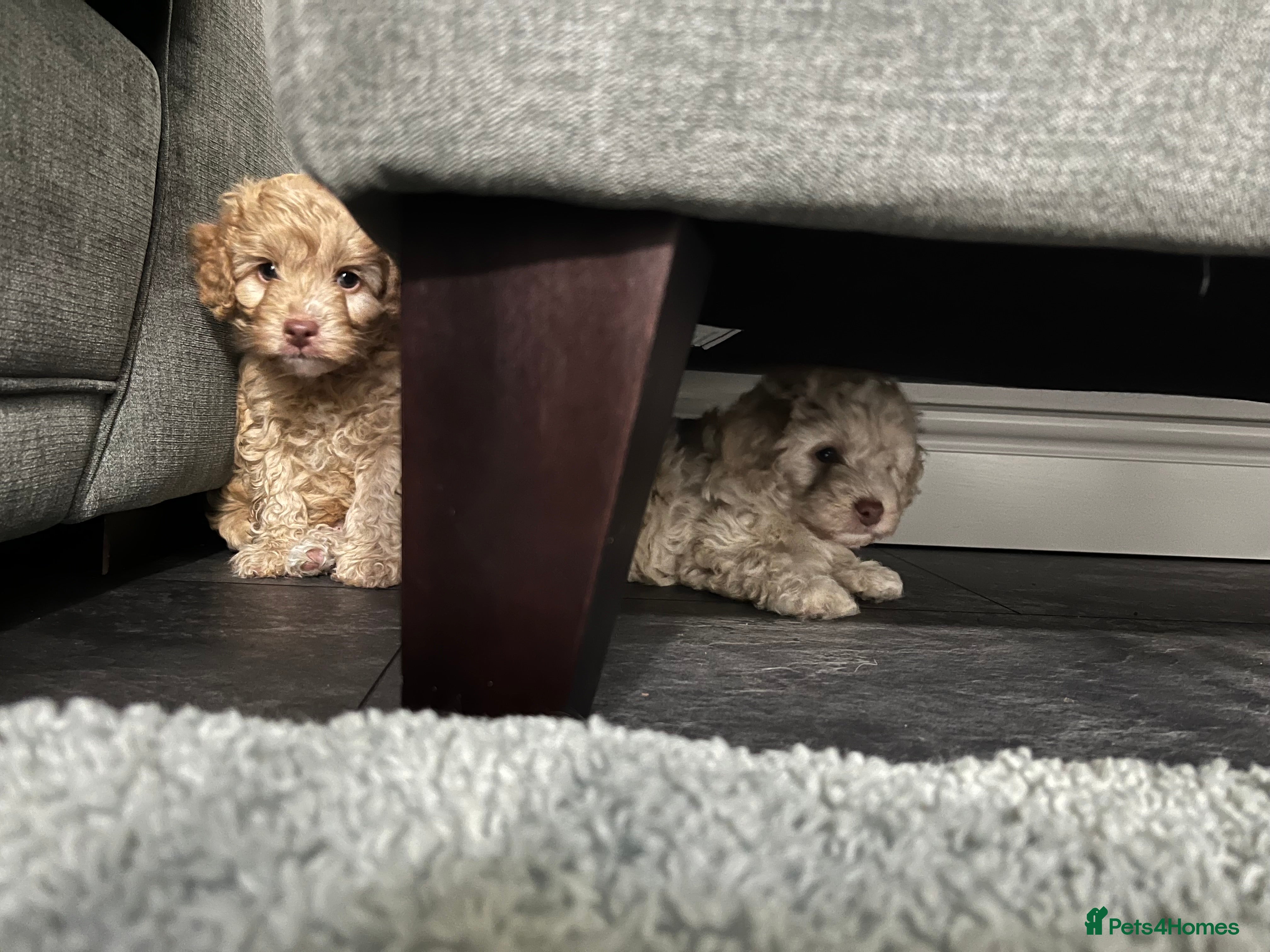 Cavapoo dogs 1 beautiful male available 5 weeks old - Advert 7