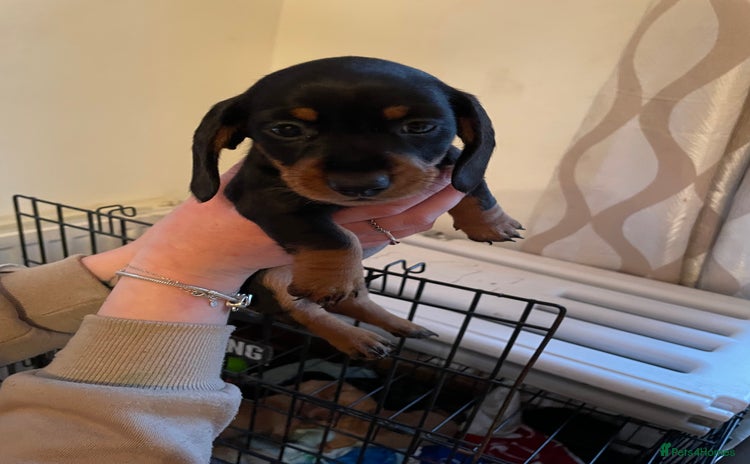Miniature Dachshund dogs Ready to leave Miniature dachshund puppies - Advert 7