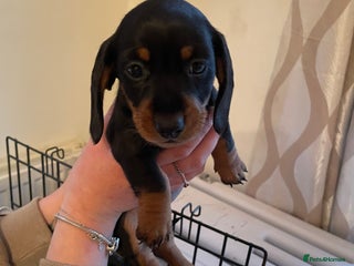 Miniature Dachshund dogs Ready to leave Miniature dachshund puppies - Advert 7