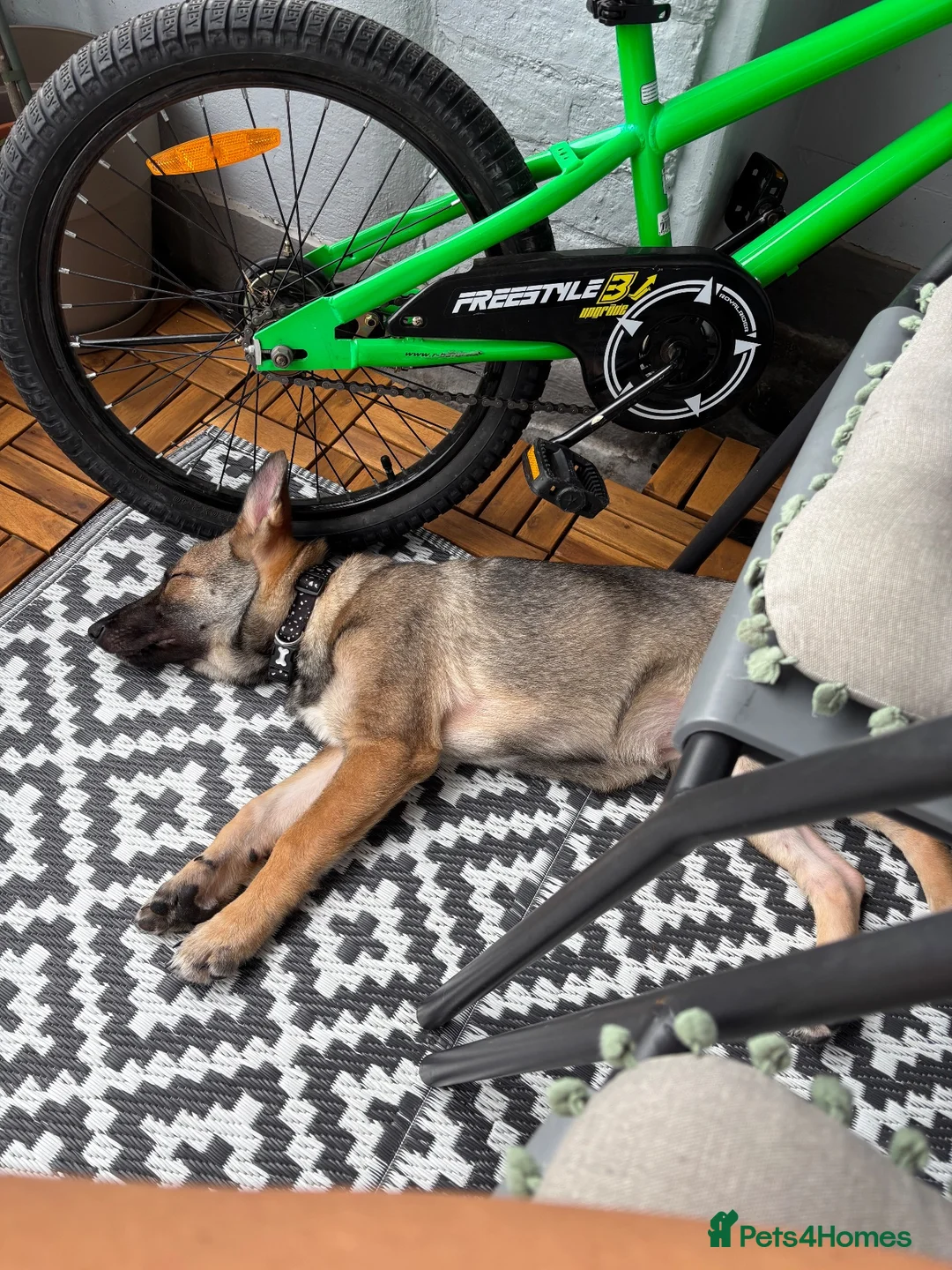 German Shepherd dogs for sale: 18 week old female German shepherd  in Romford - Advert 6