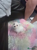 Chipoo dogs Tiny Chihuahua / Asian toy poodle - Advert 10