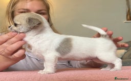 Chihuahua dogs for sale: *Parti Crufts Qualified Champion sired* in Cambridge - Image 11