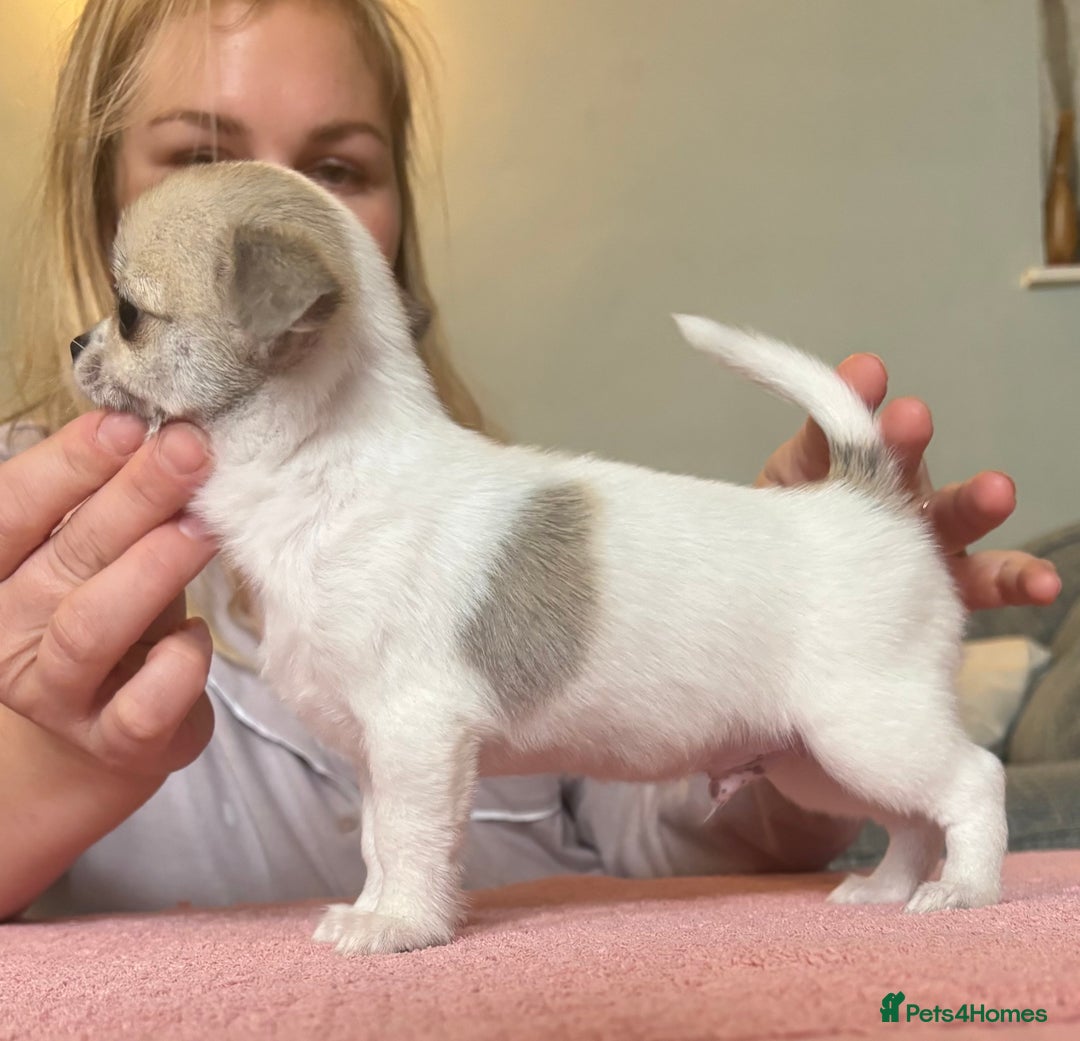 Chihuahua dogs for sale: *Parti Crufts Qualified Champion sired* in Cambridge - Image 11