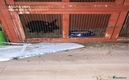 Rex rabbits for sale: 6 month male rabbit  - Image 2