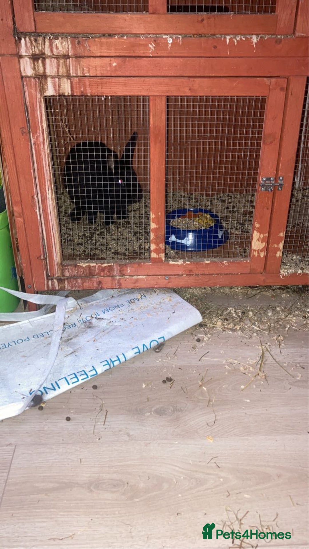 Rex rabbits for sale: 6 month male rabbit  - Image 2
