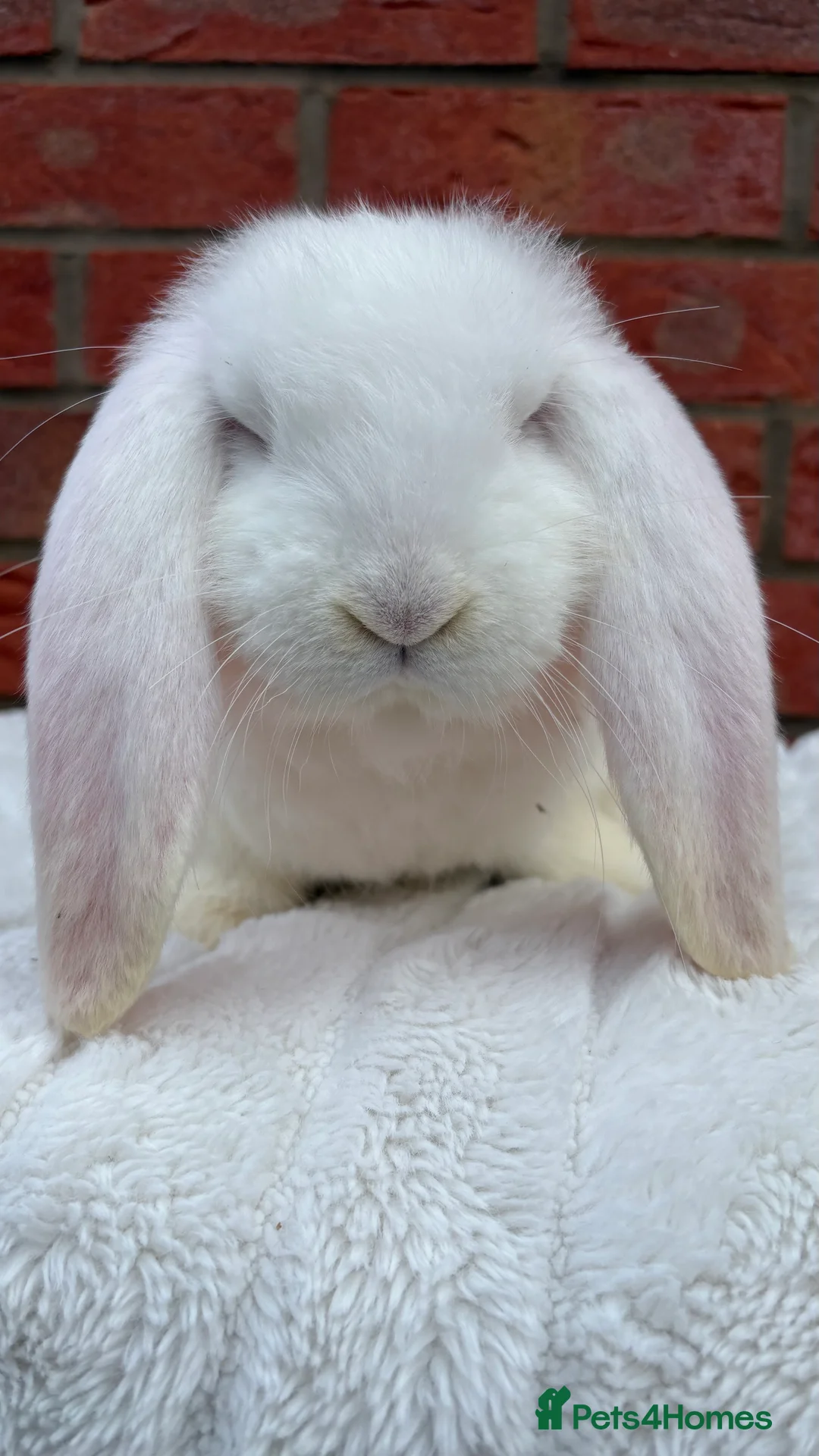 French Lop rabbits for sale: REW Boy. Ready this weekend.  - Advert 2