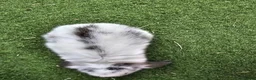 Mini Lop rabbits for sale: Beautiful mini lops for sale 💙🩷 - Advert 31