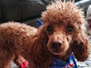 Toy Poodle dogs in Aberdeen - Advert 1