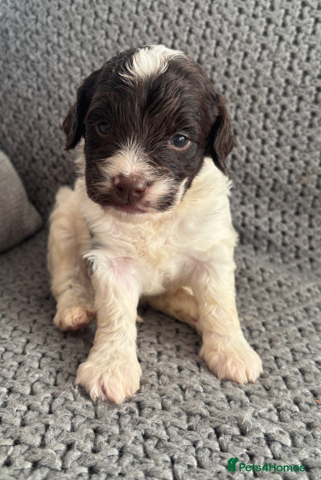 Cockapoo dogs for sale: F1 Cockapoo puppies  - Image 6