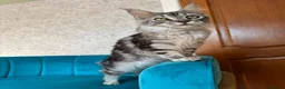 Maine Coon cats for sale: TICA Pedigree Registered Maine Coon Kittens - Advert 23