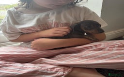 Dachshund dogs for sale: Miniature dachshunds ready now 💗 - Image 30